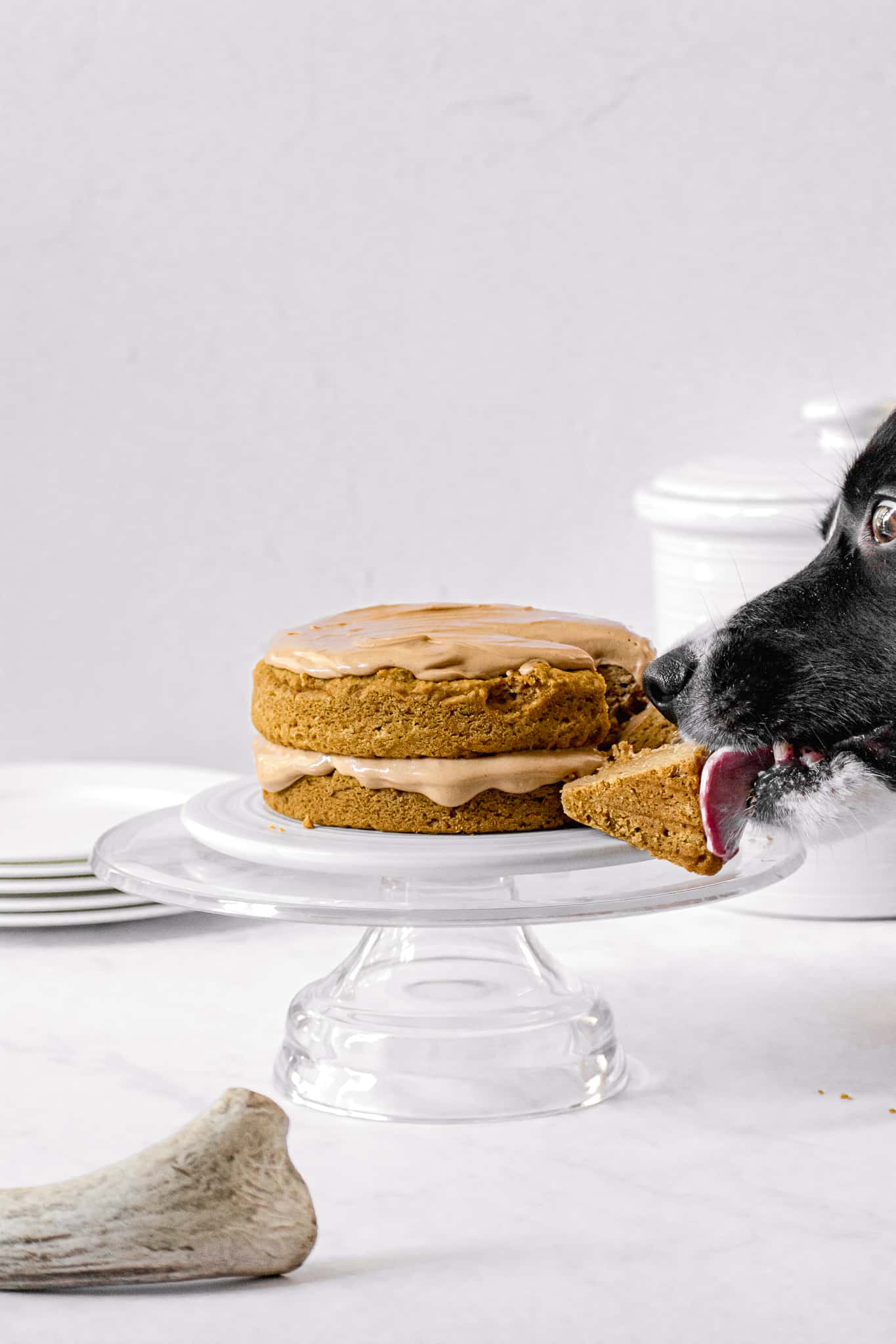 prepared dog birthday cake on a glass stand with dog licking a slice.