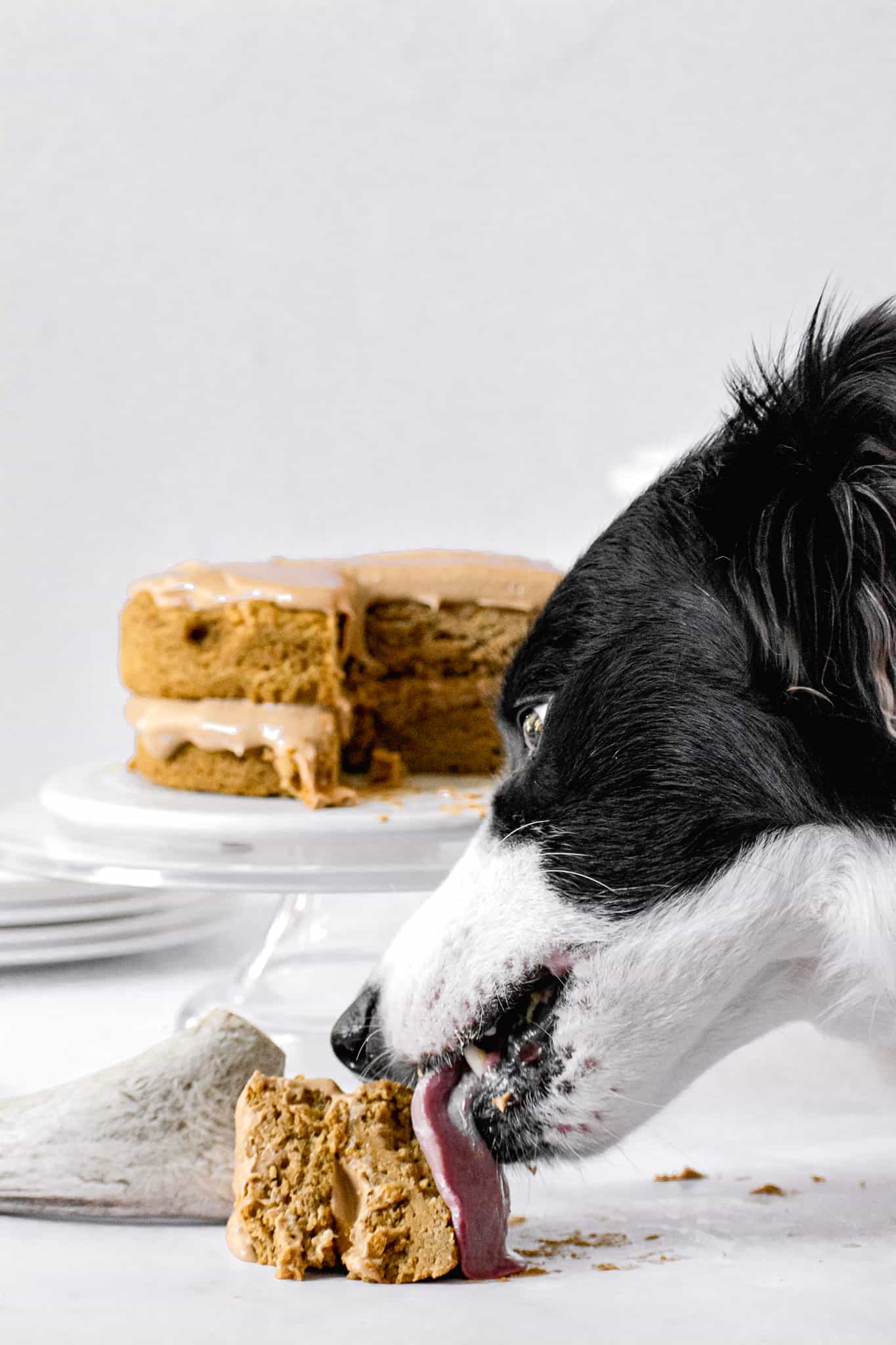 dog licking a slice of birthday cake with cake stand in the background.