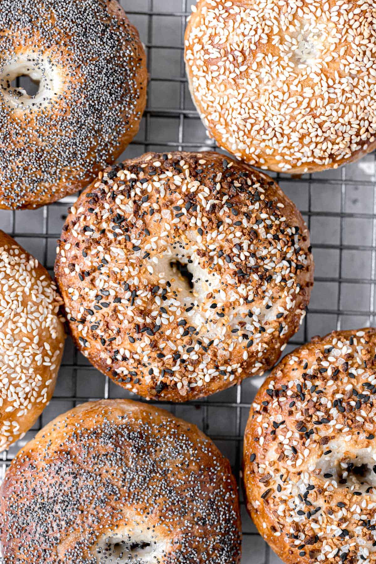 freshly baked new york style bagels on cooling rack.